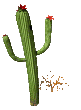 GIFs animados en Cactus