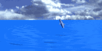 GIF animado (5803) Delfines en el mar